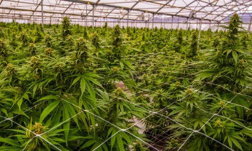 Cannabis Grow Farm Security