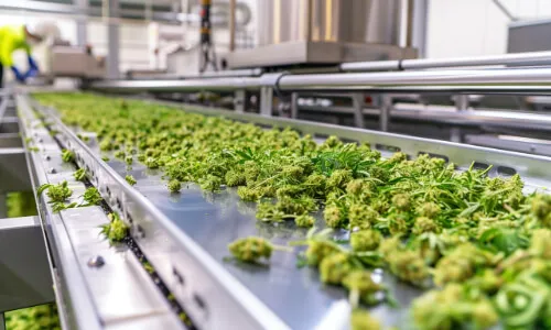 Cannabis Processing Facility Security