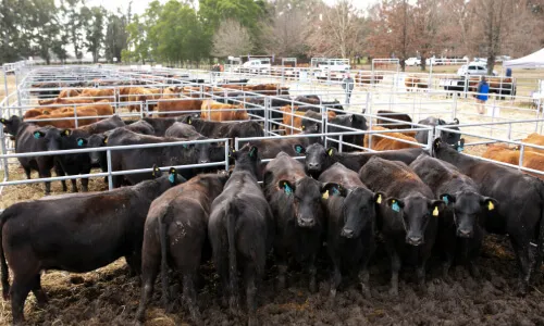 Livestock Auction Security