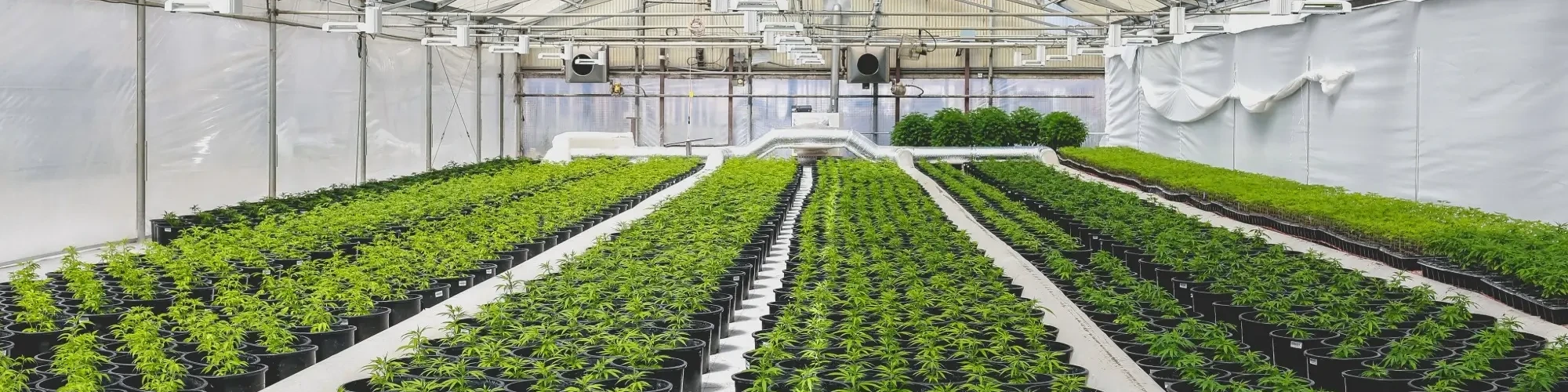 Cannabis Grow Facility