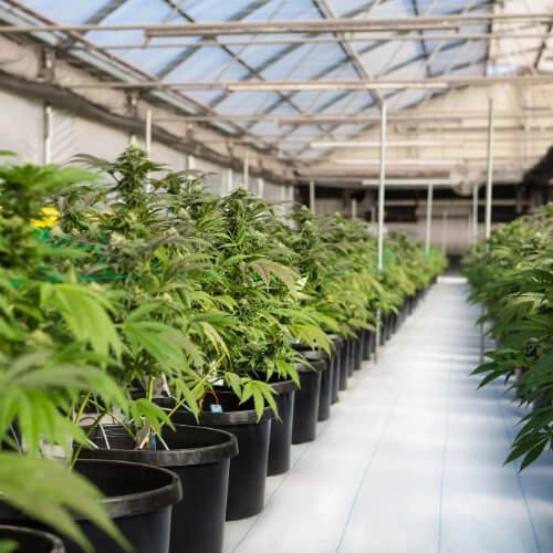 Cannabis Farm - Interior